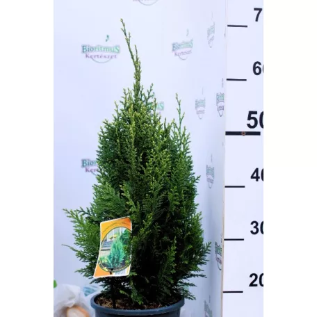 Oregoni hamisciprus Chamaecyparis lawsoniana White Spot C3,5
