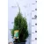Oregoni hamisciprus Chamaecyparis lawsoniana White Spot C3,5