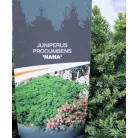 Kúszóboróka, zöld, törpe Juniperus procumbens Nana C3