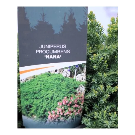 Kúszóboróka, zöld, törpe Juniperus procumbens Nana C3