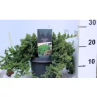Kúszóboróka, zöld, törpe Juniperus procumbens Nana C3