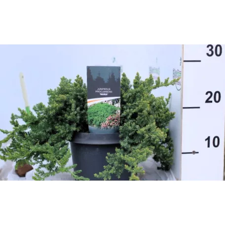 Kúszóboróka, zöld, törpe Juniperus procumbens Nana C3