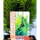 Arany oregoni hamisciprus Chamaecyparis lawsoniana Stardust C2,5