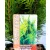 Arany oregoni hamisciprus Chamaecyparis lawsoniana Stardust C2,5