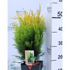 Arany oregoni hamisciprus Chamaecyparis lawsoniana Stardust C2,5