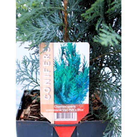 Kék hamisciprus Chamaecyparis lawsoniana Pelts Blue C2,5