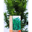 Draht hinoki álciprus Chamaecyparis obt. Draht C2,5