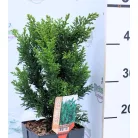 Draht hinoki álciprus Chamaecyparis obt. Draht C2,5