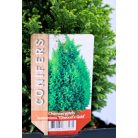 Arany oregoni hamisciprus Chamaecyparis lawsoniana Ellwood's Gold C2,5