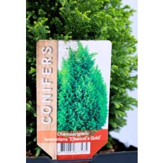   Arany oregoni hamisciprus Chamaecyparis lawsoniana Ellwood's Gold C2,5
