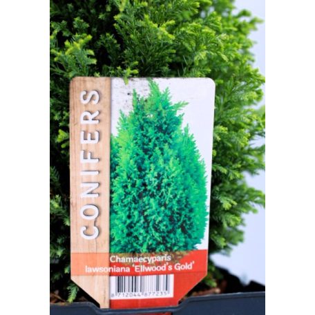 Arany oregoni hamisciprus Chamaecyparis lawsoniana Ellwood's Gold C2,5