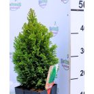 Arany oregoni hamisciprus Chamaecyparis lawsoniana Ellwood's Gold C2,5