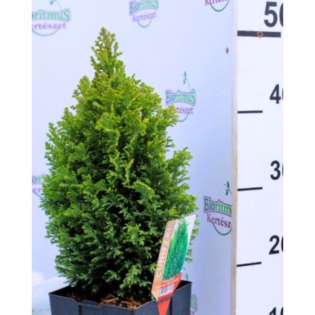 Arany oregoni hamisciprus Chamaecyparis lawsoniana Ellwood's Gold C2,5