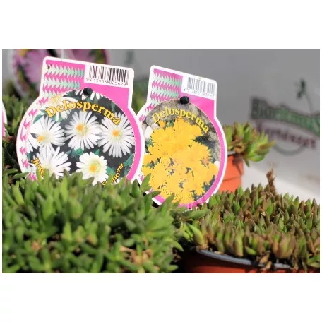 Délvirág Delosperma Jewel of Desert in cultivars