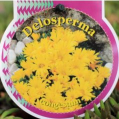 Délvirág Delosperma Jewel of Desert in cultivars