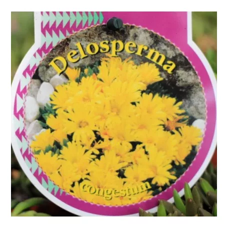 Délvirág Delosperma Jewel of Desert in cultivars