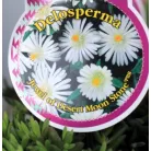 Délvirág Delosperma Jewel of Desert in cultivars