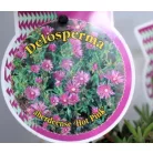 Délvirág Delosperma Jewel of Desert in cultivars