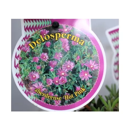 Délvirág Delosperma Jewel of Desert in cultivars