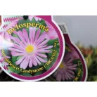 Délvirág Delosperma Jewel of Desert in cultivars