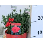 Szegfű, Kerti szegfű Dianthus Oscar Cherry P15