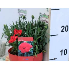 Szegfű, Kerti szegfű Dianthus Oscar Cherry P15