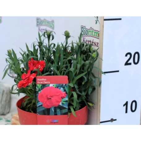 Szegfű, Kerti szegfű Dianthus Oscar Cherry P15
