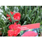 Szegfű, Kerti szegfű Dianthus Oscar Cherry P15