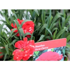 Szegfű, Kerti szegfű Dianthus Oscar Cherry P15
