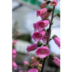 Gyűszűvirág Digitalis Pink Panther P15