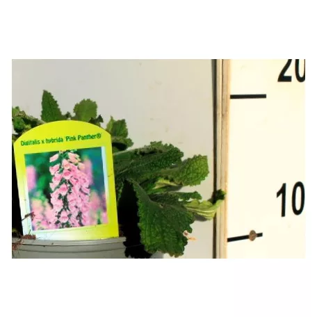 Gyűszűvirág Digitalis Pink Panther P15