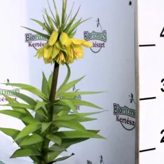 Császárkorona Fritillaria imperialis P17