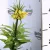 Császárkorona Fritillaria imperialis P17