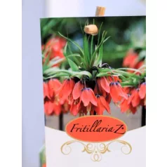 Császárkorona Fritillaria imperialis P17