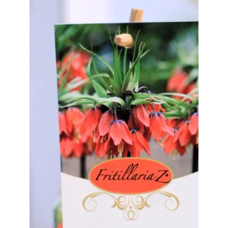 Császárkorona Fritillaria imperialis P17