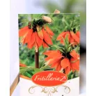 Császárkorona Fritillaria imperialis P17