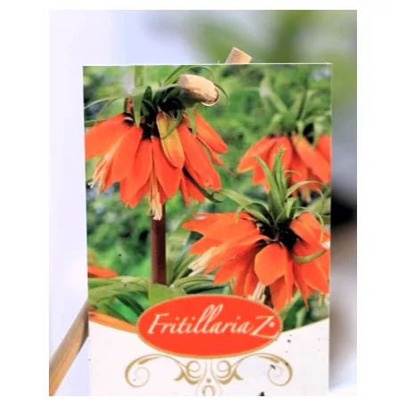 Császárkorona Fritillaria imperialis P17