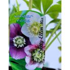Keleti hunyor Helleborus or. Pretty Ellen P12