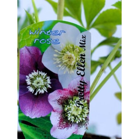 Keleti hunyor Helleborus or. Pretty Ellen P12