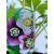 Keleti hunyor Helleborus or. Pretty Ellen P12