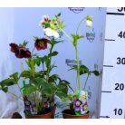 Keleti hunyor Helleborus or. Pretty Ellen P12