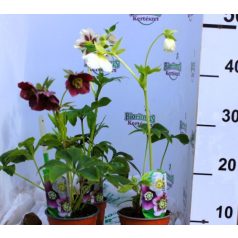 Keleti hunyor Helleborus or. Pretty Ellen P12