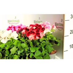 Angol muskátli Pelargonium grandiflorum P12