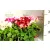 Angol muskátli Pelargonium grandiflorum P12