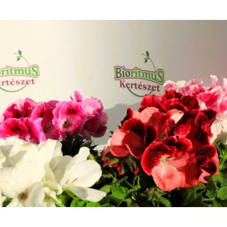 Angol muskátli Pelargonium grandiflorum P12
