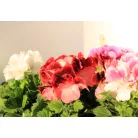 Angol muskátli Pelargonium grandiflorum P12