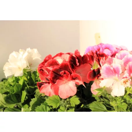 Angol muskátli Pelargonium grandiflorum P12