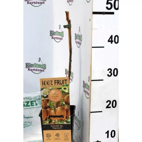 Termős kivi Actinidia deliciosa Hayward P15