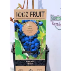 Csemegeszőlő Vitis Beta P15