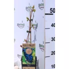 Csemegeszőlő Vitis Beta P15